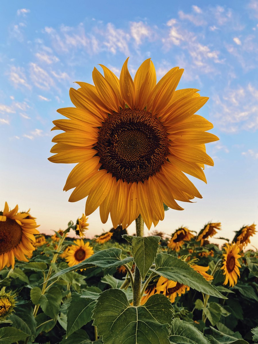 Le champ de tournesols en pleine floraison