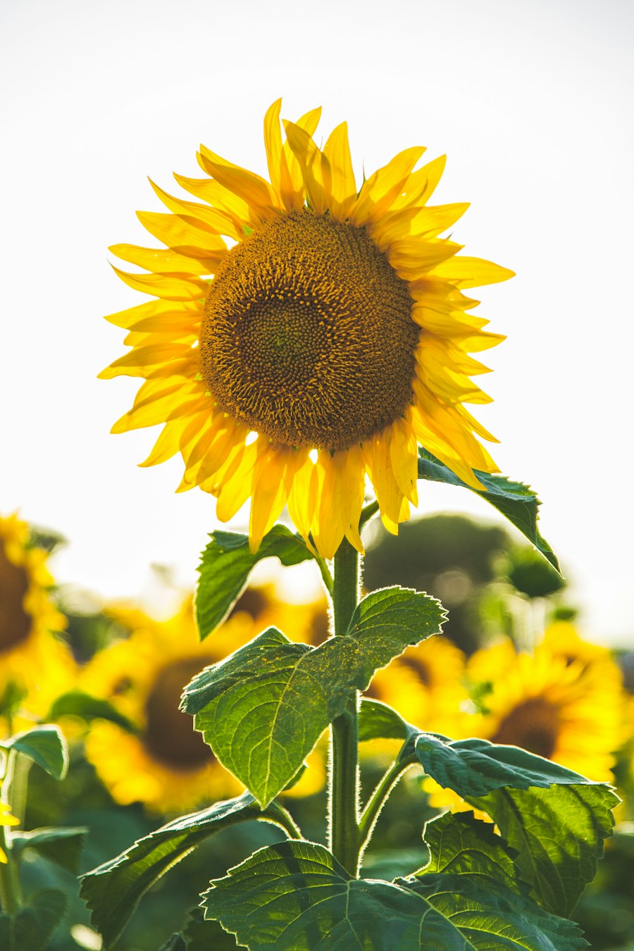 Tournesol en pleine floraison dans le champ de la ferme