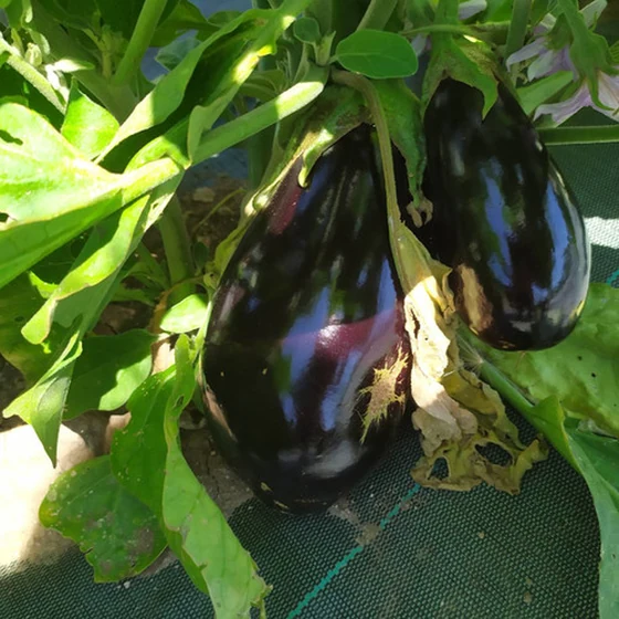 Aubergine (1kg)