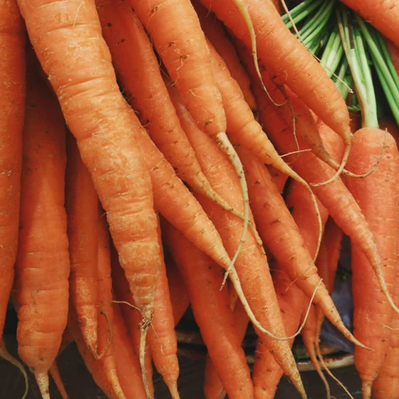 Carottes Nouvelles (1kg)