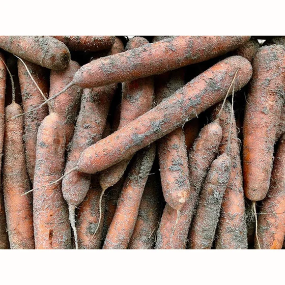 Carottes Sable (1kg)