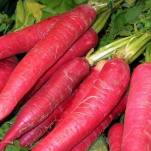 Radis rose de Chine (500gr)