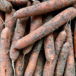 Carottes Sable (1kg)