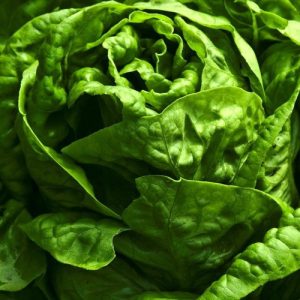 Salade - Laitue (1 pièce)