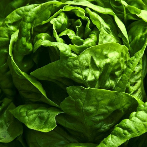 Salade - Laitue (1 pièce)
