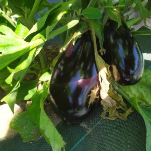 Aubergine (1kg)