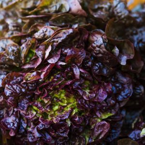 Salade - Feuille de Chêne Rouge (pièce)