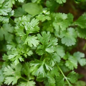 Pot de Coriandre (1 pièce)