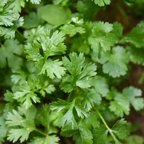 Pot de Coriandre (1 pièce)