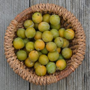 Prune reine claude (500gr)