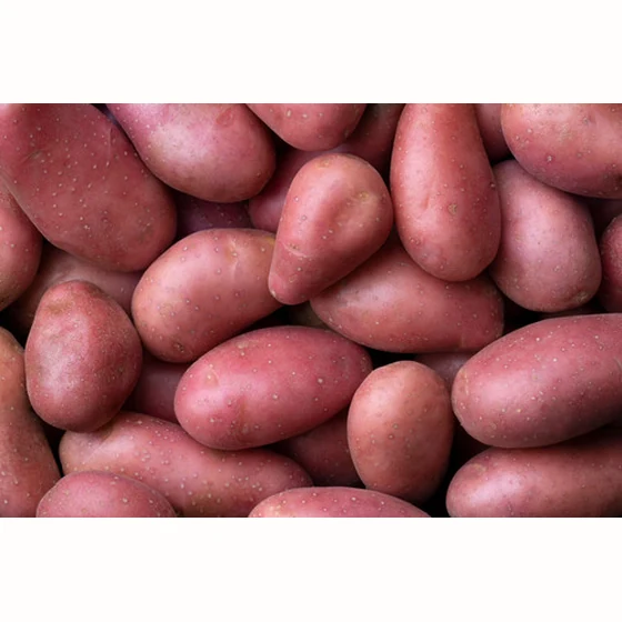 Pomme de terre Rouge (1kg)