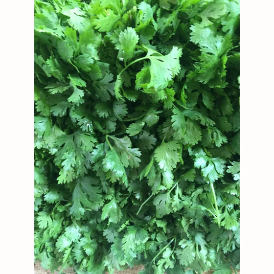 Pot de persil plat (pièce)