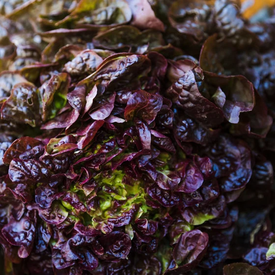 Salade - Feuille de Chêne Rouge (pièce)